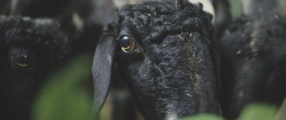 Nahaufnahme von zwei schwarzen Schafen mit lockiger Wolle und bernsteinfarbenen Augen, die direkt in die Kamera schauen.