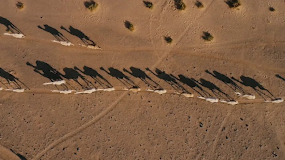 Luftaufnahme von Sonnenschirmen und Liegestühlen am Sandstrand mit langen Schatten, die diagonal verlaufen.