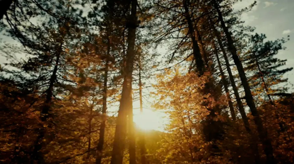Sonnenstrahlen durchdringen herbstlichen Wald mit goldgelbem Laub und schlanken Baumstämmen im Gegenlicht.